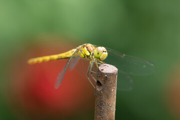 A common darter dragonfly resting on a piece of metal