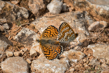 Two Glanville Fritillaries mating on the ground