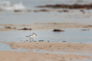 A sanderling running on the beach in summer