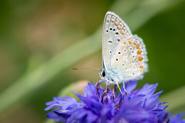 Fototapeta na wymiar A common blue butterfly feeding on a blue cornflower