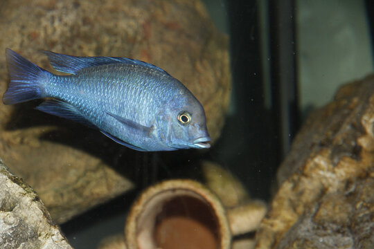 A closeup of the Maylandia callainos, sometimes referred to as cobalt zebra, cobalt blue mbuna or cobalt blue zebra cichlid.