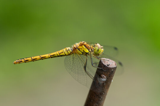 A common darter dragonfly resting on a piece of metal