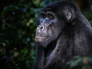 Berggorilla Portrait
