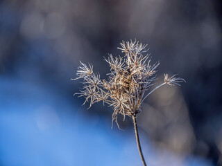 Close-up of a dried queen anne's lace flower on a cold January day with a blurred background.