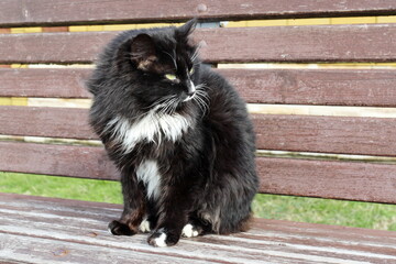 black cat with white breast and paws in the park on a wooden bench