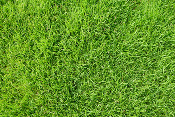 Top view of grass garden Ideal concept used for making green flooring, lawn for training football pitch, Grass Golf Courses green lawn pattern textured background. Green grass texture background.