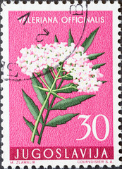 Yugoslavia - circa 1957: a postage stamp from Yugoslavia, showing blooming flower: Valerian...