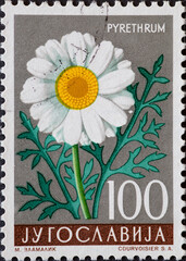 Yugoslavia - circa 1957: a postage stamp from Yugoslavia, showing flowering flower: Dalmation Pyrethrum (Chrysanthemum cinerariaefolium).