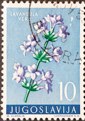 Yugoslavia - circa 1959 : a postage stamp from Yugoslavia, showing the European plant: Lavender...