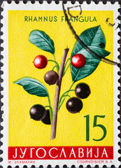 Yugoslavia - circa 1959 : a postage stamp from Yugoslavia, showing the European plant: Alder...