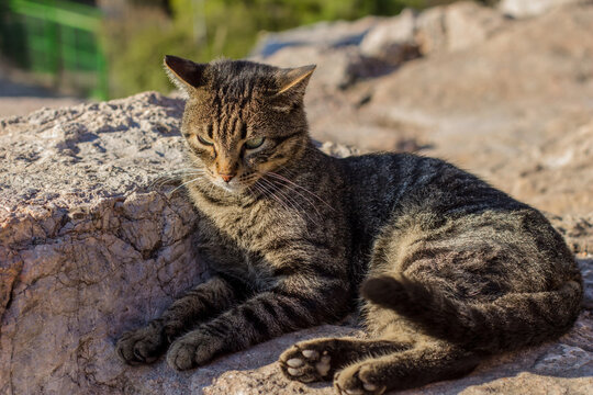 cat portrait homeless animal theme photography, pet laying on stones