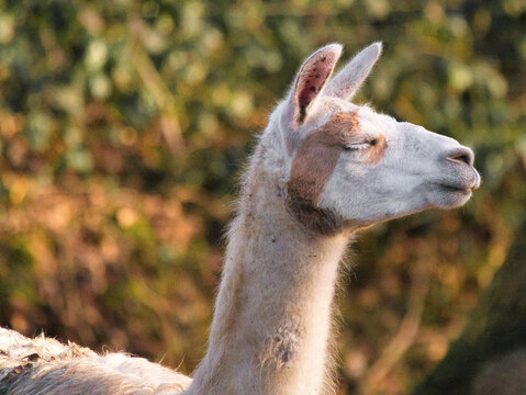 Lama