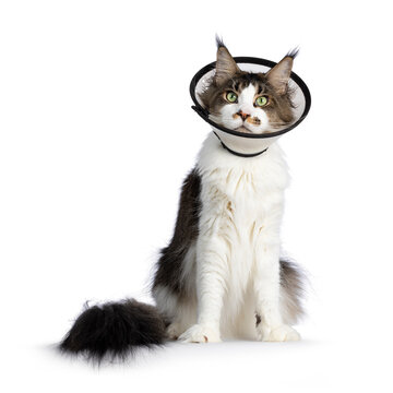 Young adult Maine Coon cat, wearing protective medical cone around neck. Sitting up facing front looking straight to camera. Isolated on a white background.