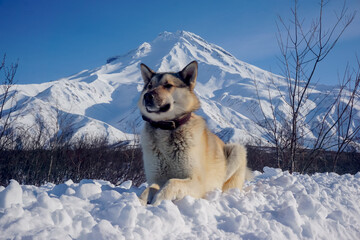 Dog in the snow with a view of the Vilyuchinsky volcano