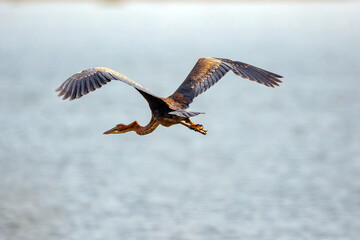 Flying heron. Colorful nature background. Bird: Purple Heron. Ardea purpurea.	