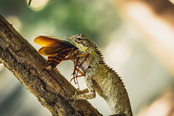 BANNER Macro close-up photo captures moment big gray lizard eat devourie prey swallow still fluttering brown beetle cockroach sit on branch. Green bright nature background. Life struggle, ecosystem