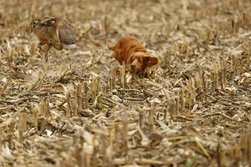 Le saut du lièvre quand il sort de son gîte. © Cécile