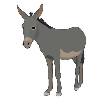 Donkey