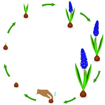 Life cycle of a muscari plant on a white background.