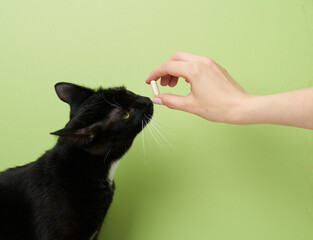 Woman hand with a pill in front of a black cat. Vet, veterinarian - 484221395