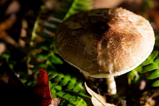 Cogumelo &eacute; o nome comum dado &agrave;s frutifica&ccedil;&otilde;es de alguns fungos dos filos Basidiomycota e Ascomycota.