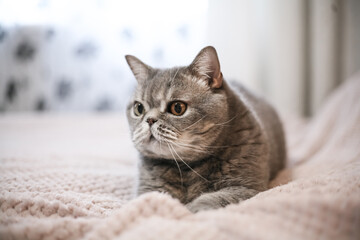 Obraz premium A noble proud cat lies on the sofa. Scottish Fold Shorthair with white and gray fur, with copyright for your custom text.