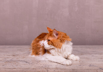 Cute main coon cat on the wooden background