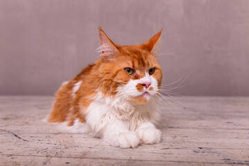 Cute main coon cat on the wooden background