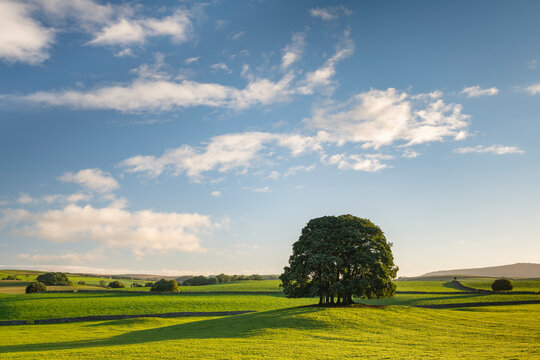 Small copse of trees near the village of Airton in the Yorkshire Dales National Park, North Yorkshire, England