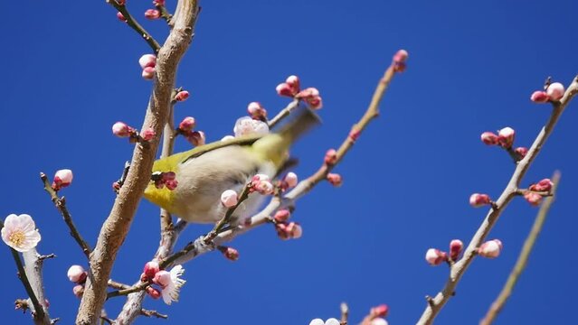 White-eye bird sucking the nectar juice from the plum tree Ume flowers in spring

