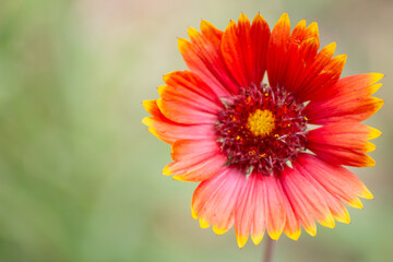 Gaillardia is a flower with red petals with yellow tips. Macro photography, the background is blurred, the flower is located on the right side of the image. Cover, flyer, layout design, postcard