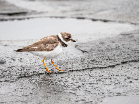 An adult semipalmated plover (Charadrius semipalmatus), Puerto Egas, Santiago Island, Galapagos, Ecuador