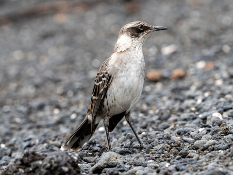 An adult Galapagos mockingbird (Mimus parvulus), with an ant in Urbina Bay, Isabela Island, Galapagos, Ecuador