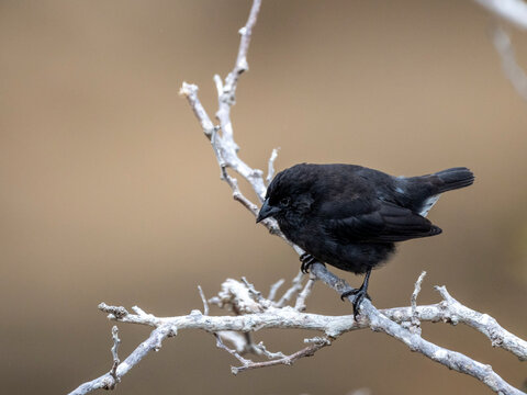 One of 18 species of Darwin's finches, Punta Pitt, San Cristobal Island, Galapagos, Ecuador