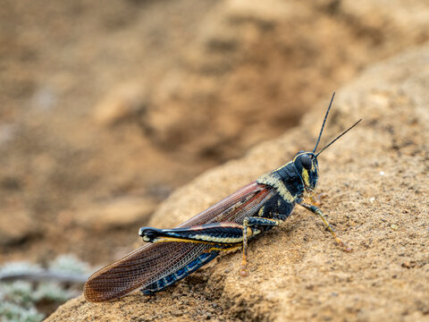 An adult Galapagos locust, at Punta Pitt, San Cristobal Island, Galapagos, Ecuador