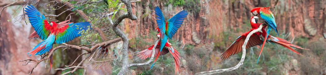 Red-and-green Macaws (Ara chloropterus, Buraco das Araras, Mato Grosso do Sul, Brazil