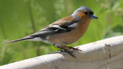 Chaffinch sitting on a fence UK