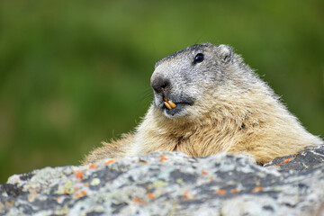 Marmotte