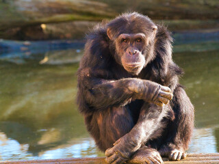 Chimpanzee