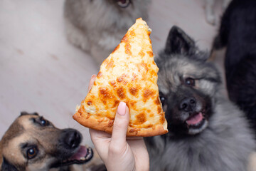 dogs look with appetite at a piece of pizza in a person hand