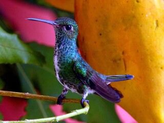 Glittering-throated Emeralds (Amazilia fimbriata) Trochilidae family. Amazon, Brazil.