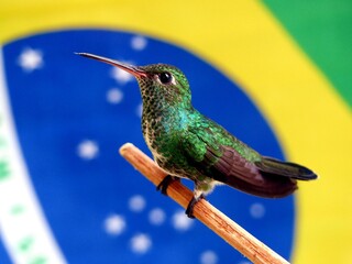 Glittering-throated Emeralds (Amazilia fimbriata) Trochilidae family. Amazon, Brazil.