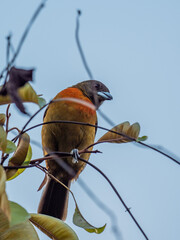 Tanager