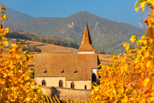 Fortified church of Saint Jacques, Hunawihr, Alsace, Alsatian Wine Route, Haut-Rhin, France