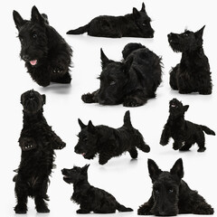 Collage about beautiful purebred cute dog, black scottish terrier isolated over white background. Concept of beauty, breed, pets, animal life.