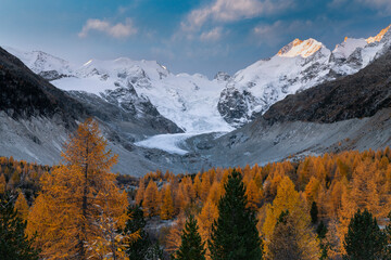 Forest Larch Trees Surrounding The