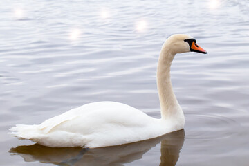 The swan floats on the water