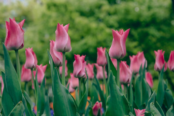 優雅なチューリップのイメージ