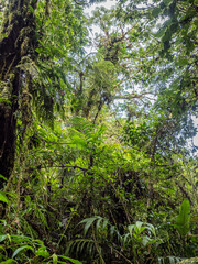 Urwald