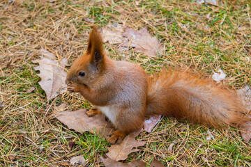 Naklejka na ściany i meble A red, fluffy squirrel is sitting on the lawn in the autumn forest, holding a nut in his paws and eating it. Wild animals in their natural habitat. Green grass and fallen oak leaves. Rodent eating.